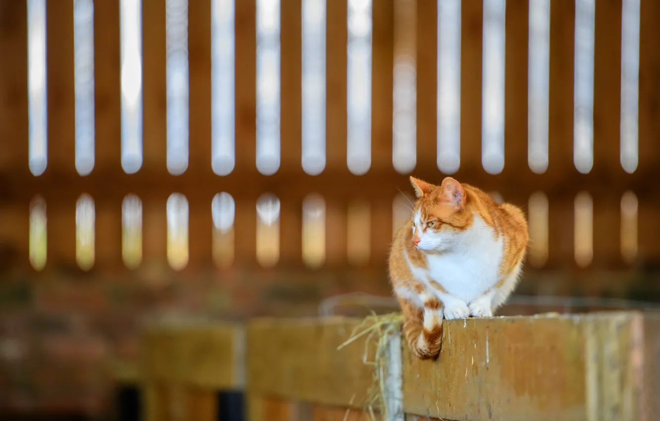 Photo wallpaper cat, cat, look, pose, face