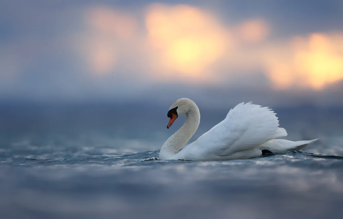 Photo wallpaper water, bird, swans
