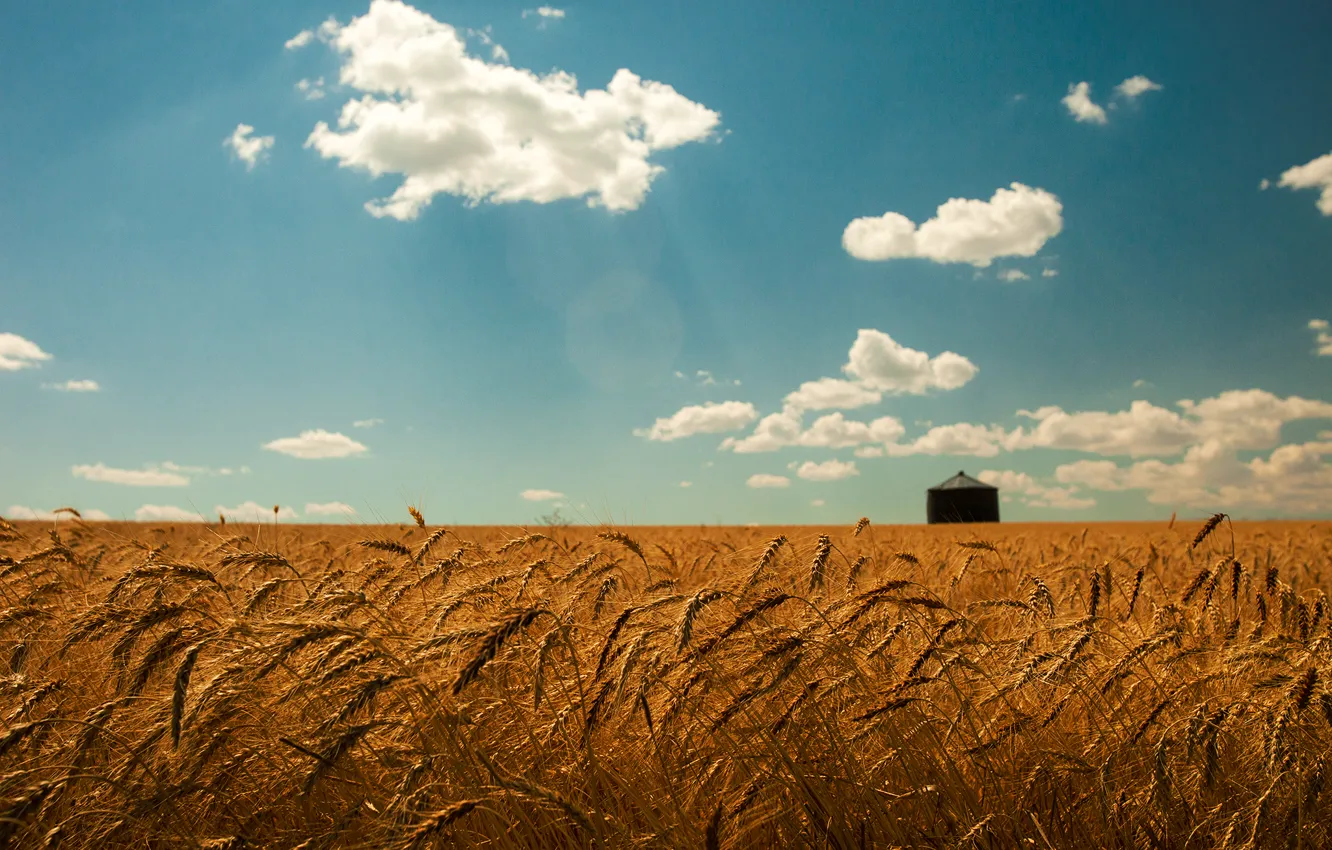 Photo wallpaper wheat, field, summer, the sky, clouds, gold, spikelets