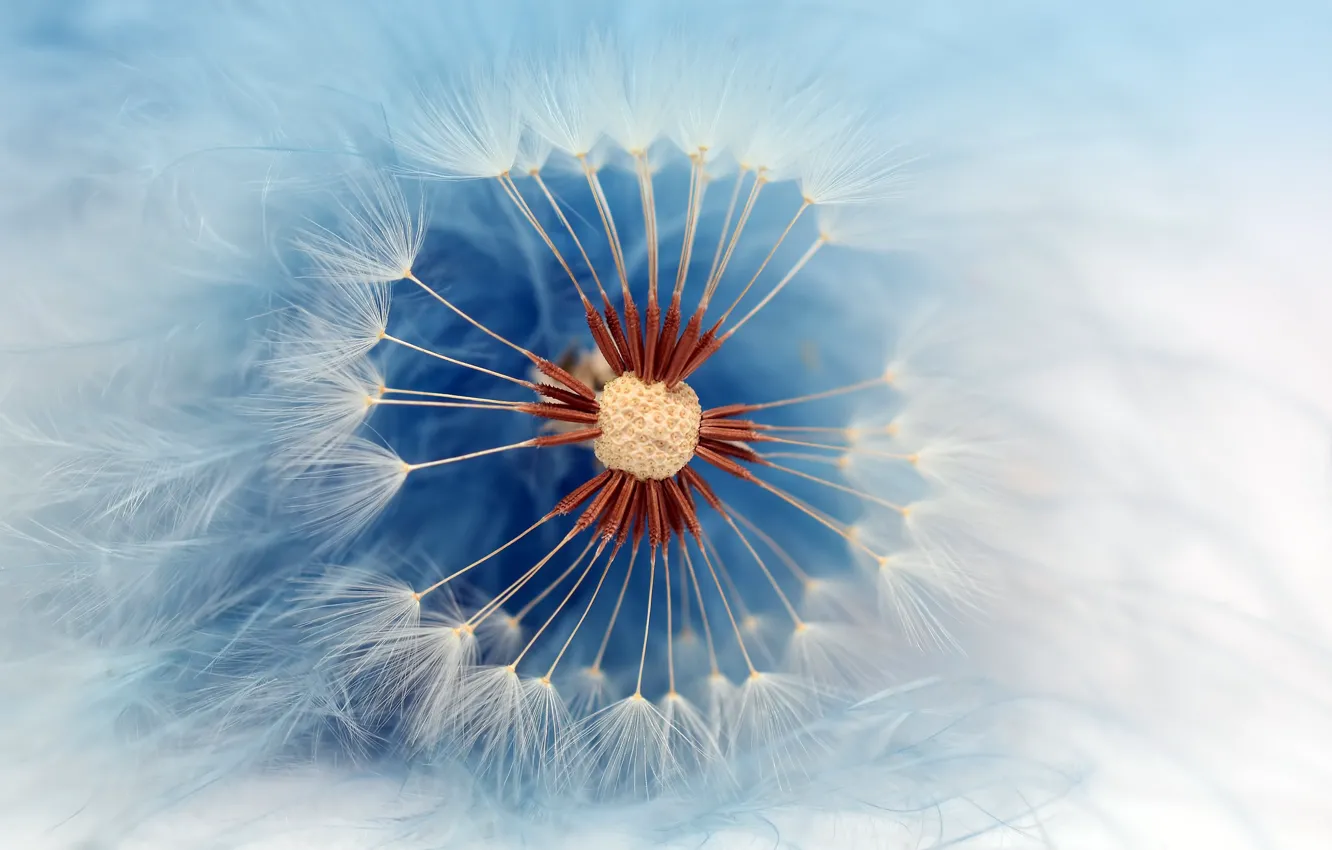 Photo wallpaper macro, dandelion, fuzzes