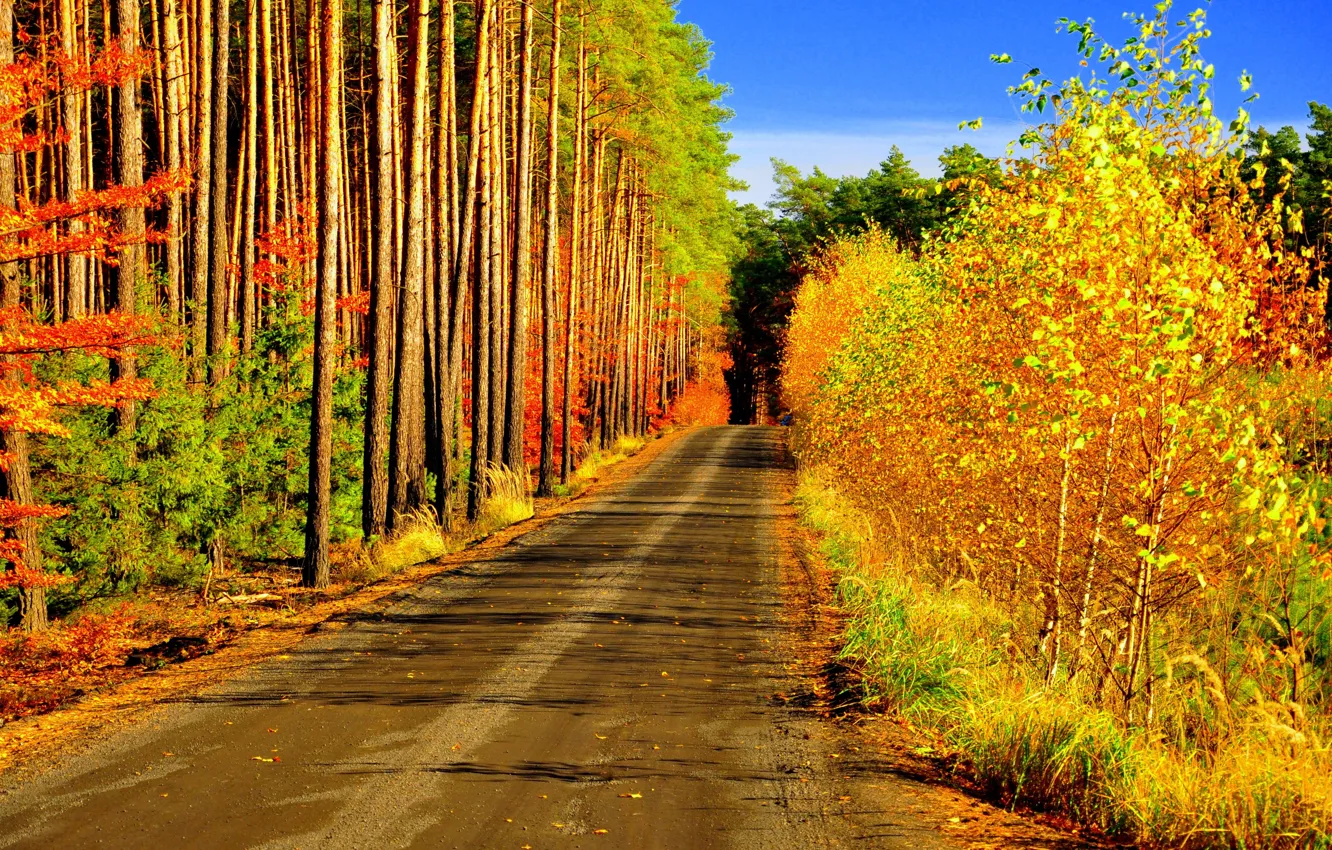 Photo wallpaper road, autumn, forest, trees, falling leaves, the colors of autumn