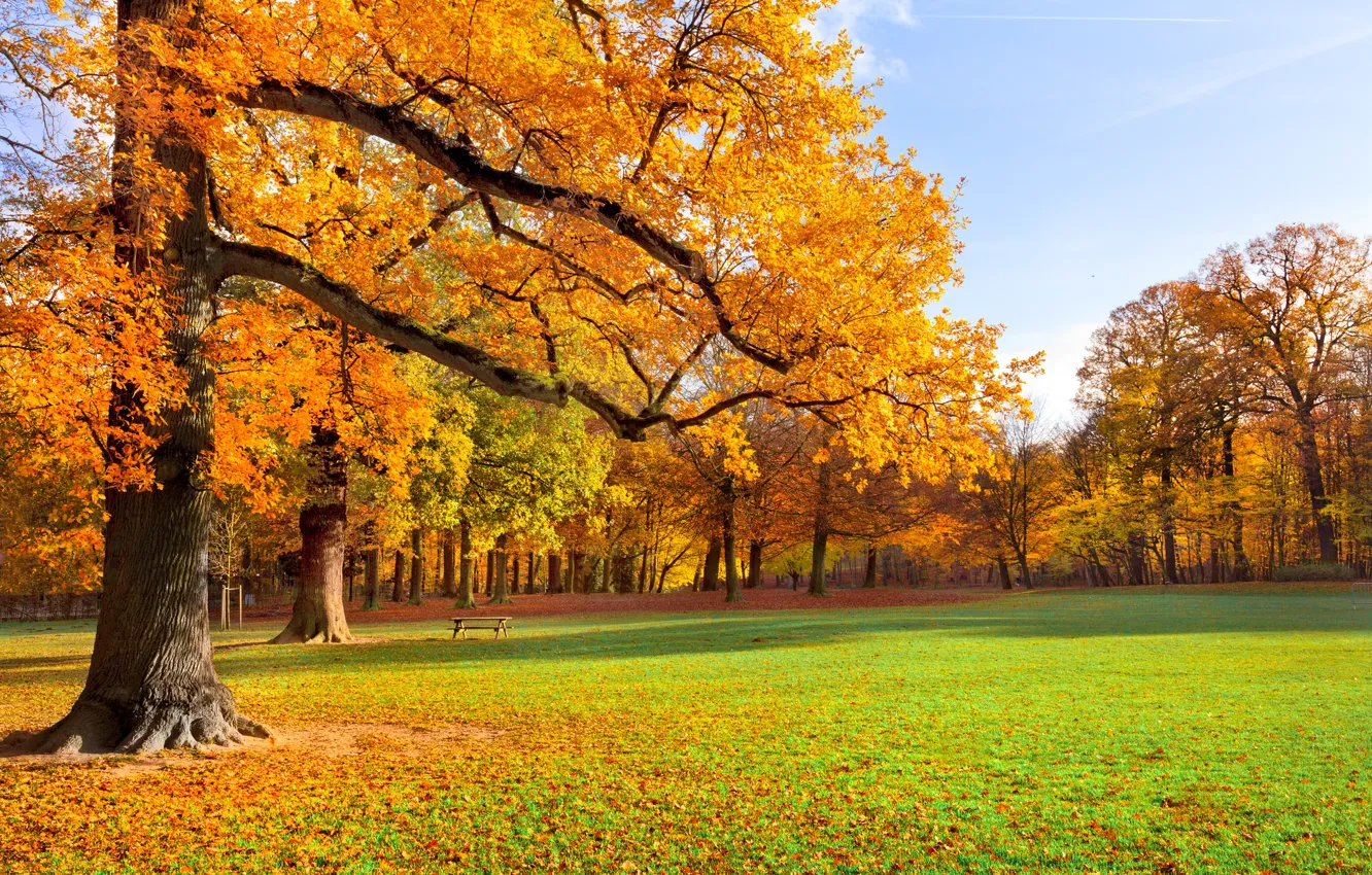 Photo wallpaper autumn, grass, leaves, trees, landscape, bench, yellow, nature