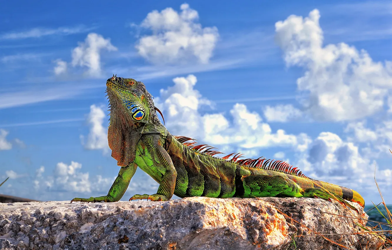 Photo wallpaper green, colorful, nature, Iguana, reptile
