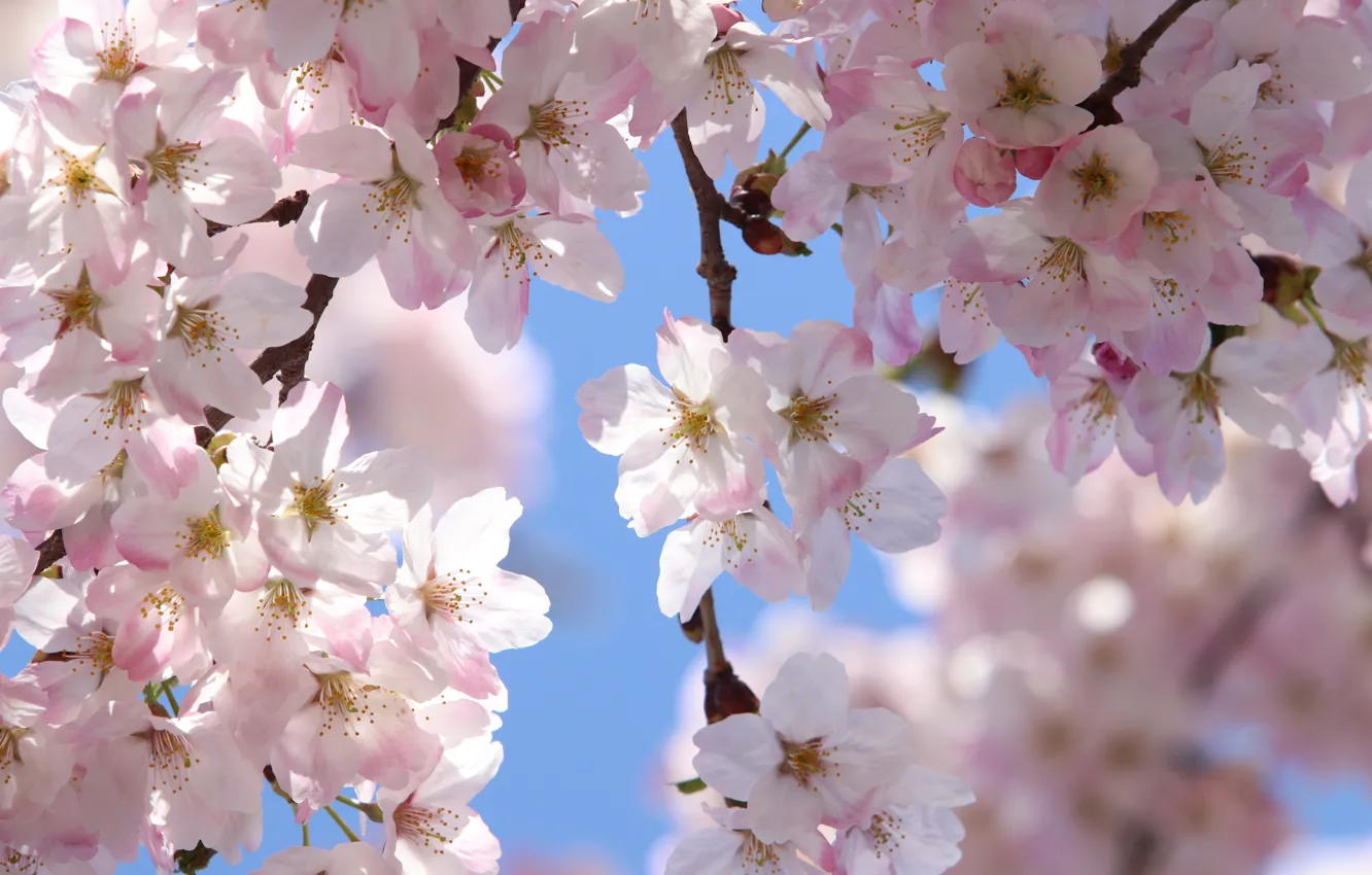 Photo wallpaper flowers, spring, Sakura, flowering