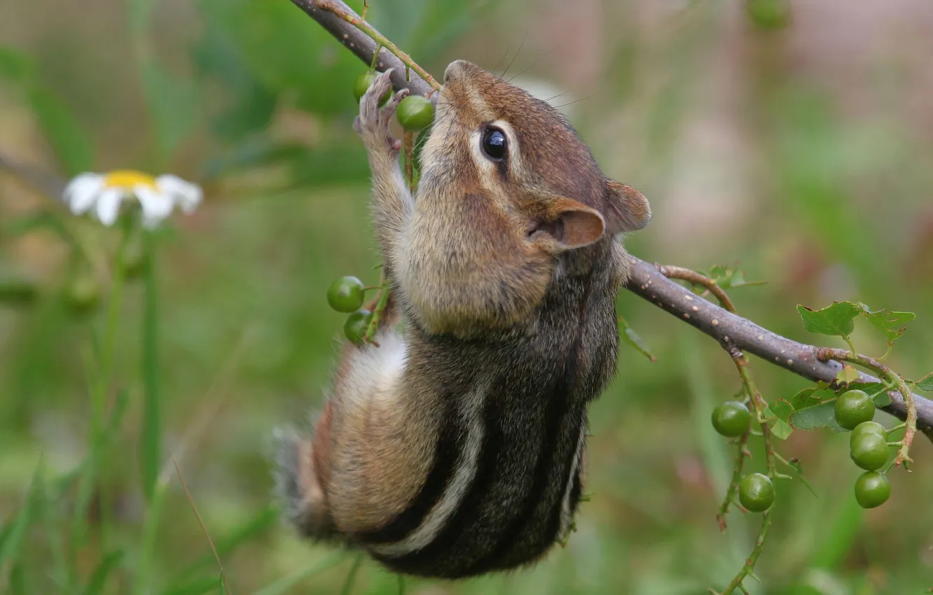 Photo wallpaper branches, berries, Chipmunk