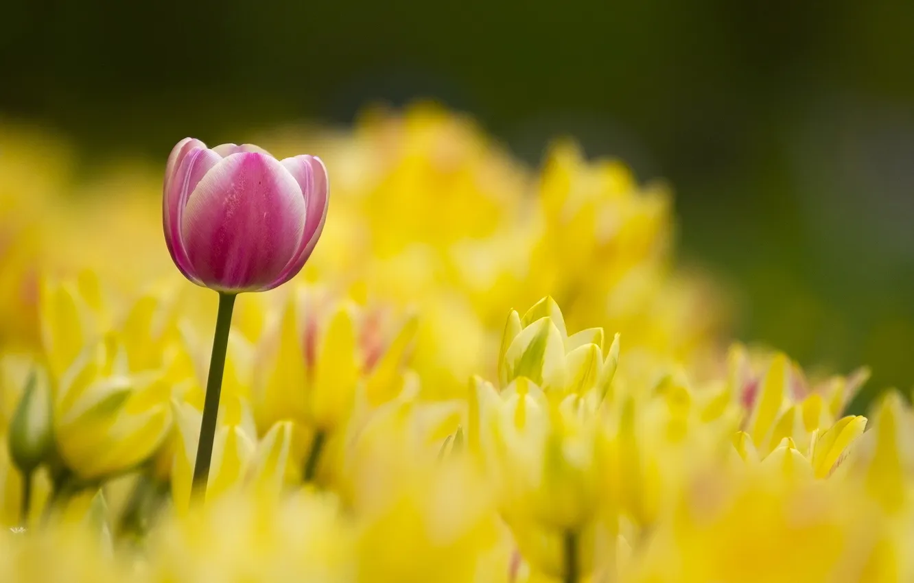 Photo wallpaper flowers, nature, tulips