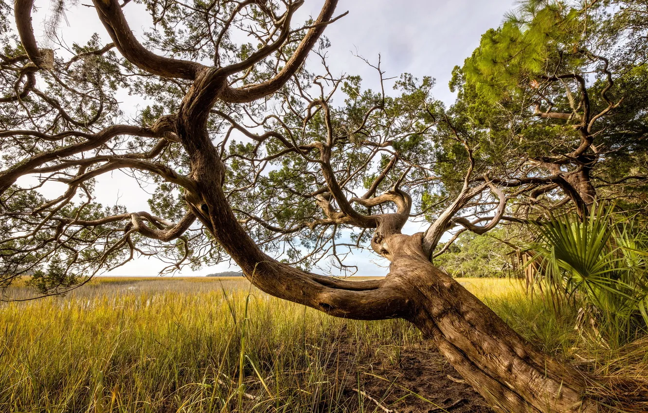 Photo wallpaper summer, trees, nature