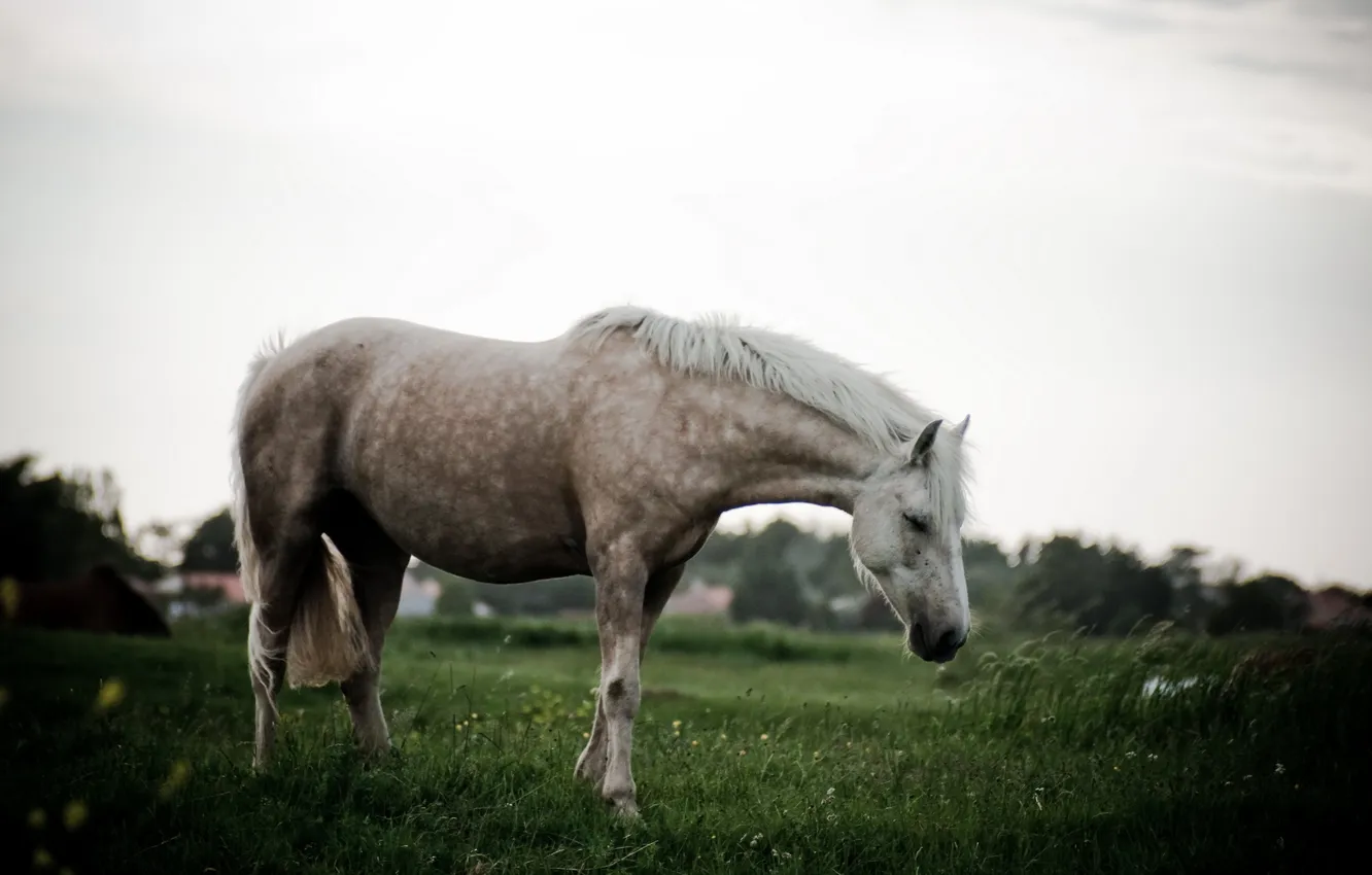Photo wallpaper nature, background, horse