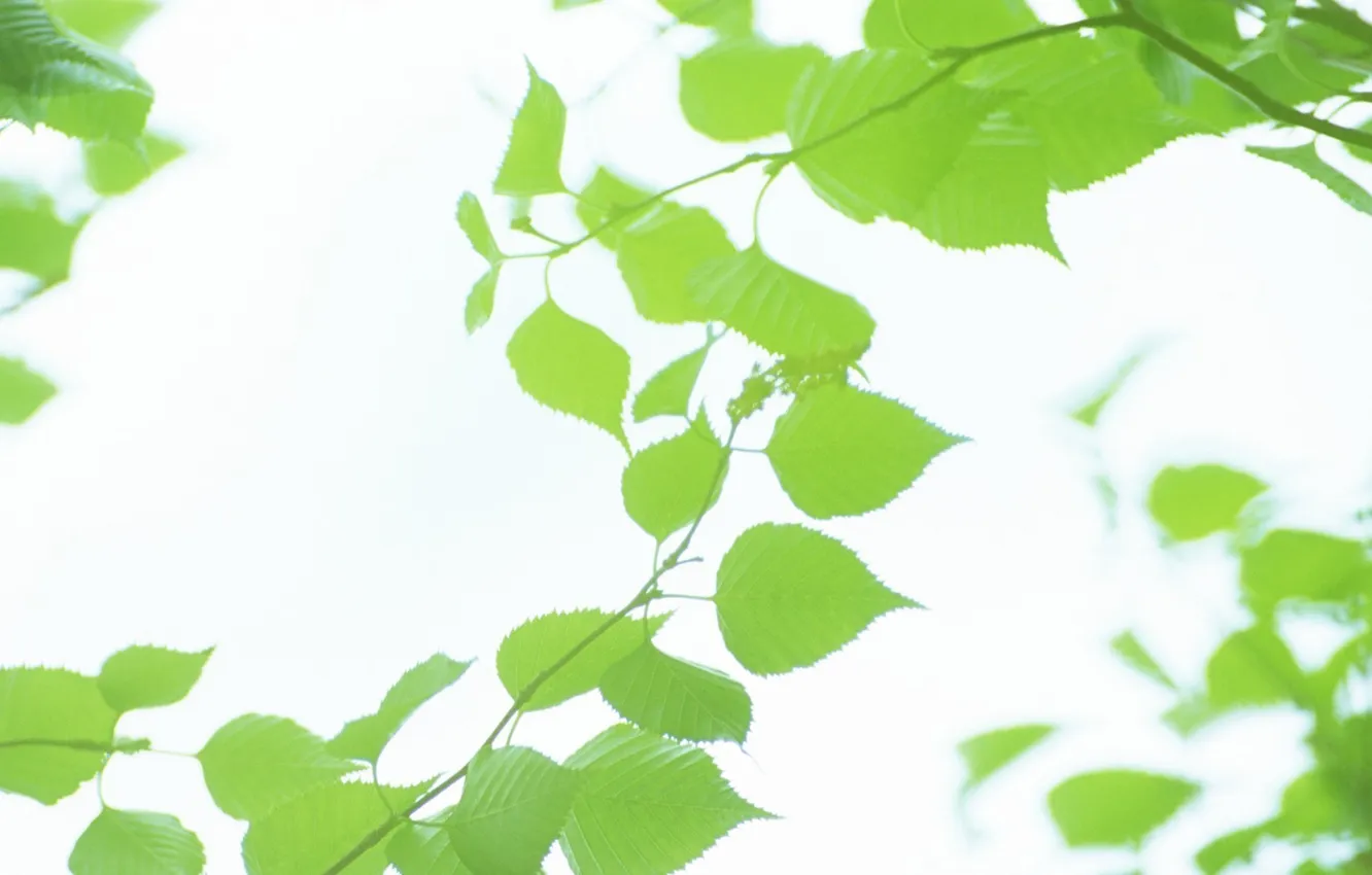 Photo wallpaper summer, leaves, green, leaves