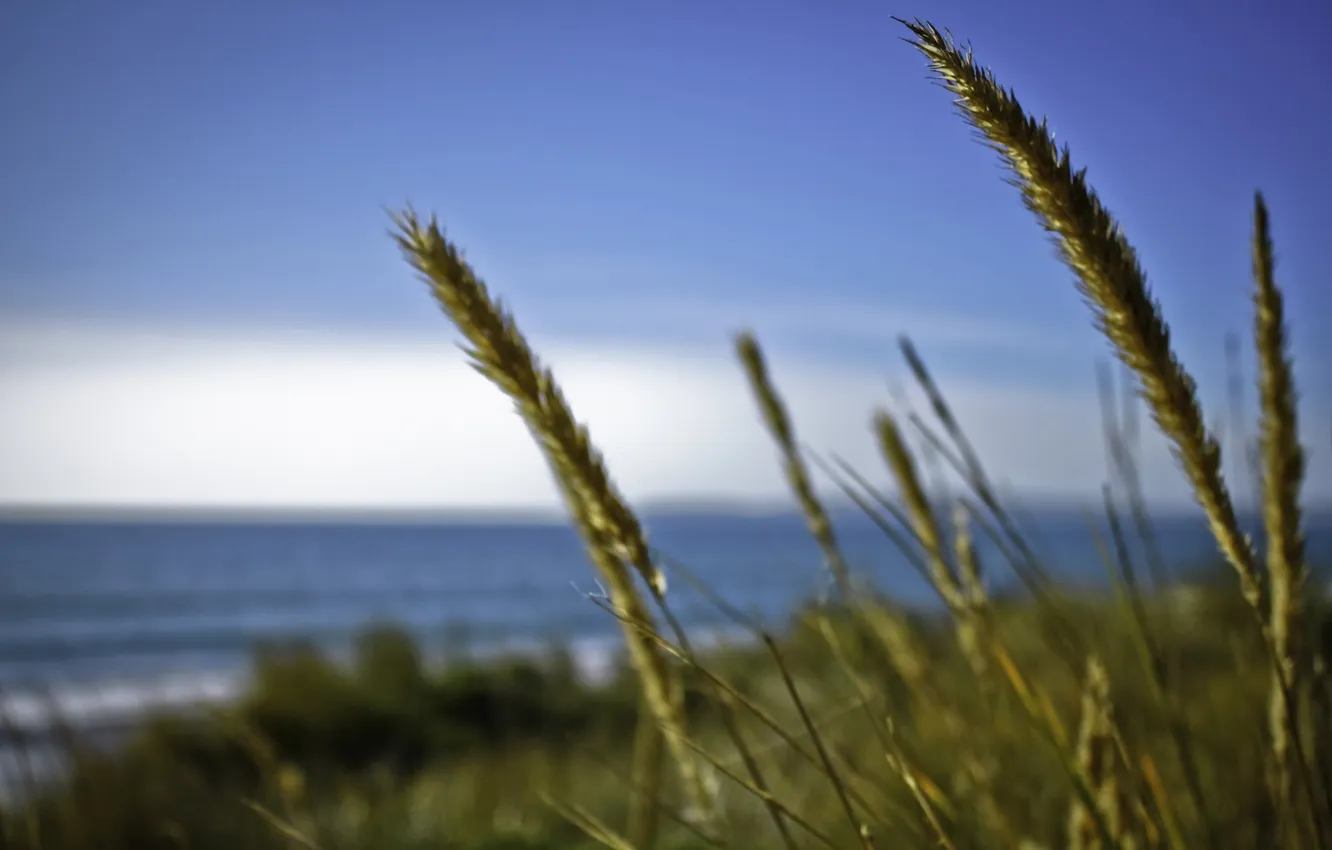 Photo wallpaper sea, wheat, grass, water, macro, nature, the ocean, the wind