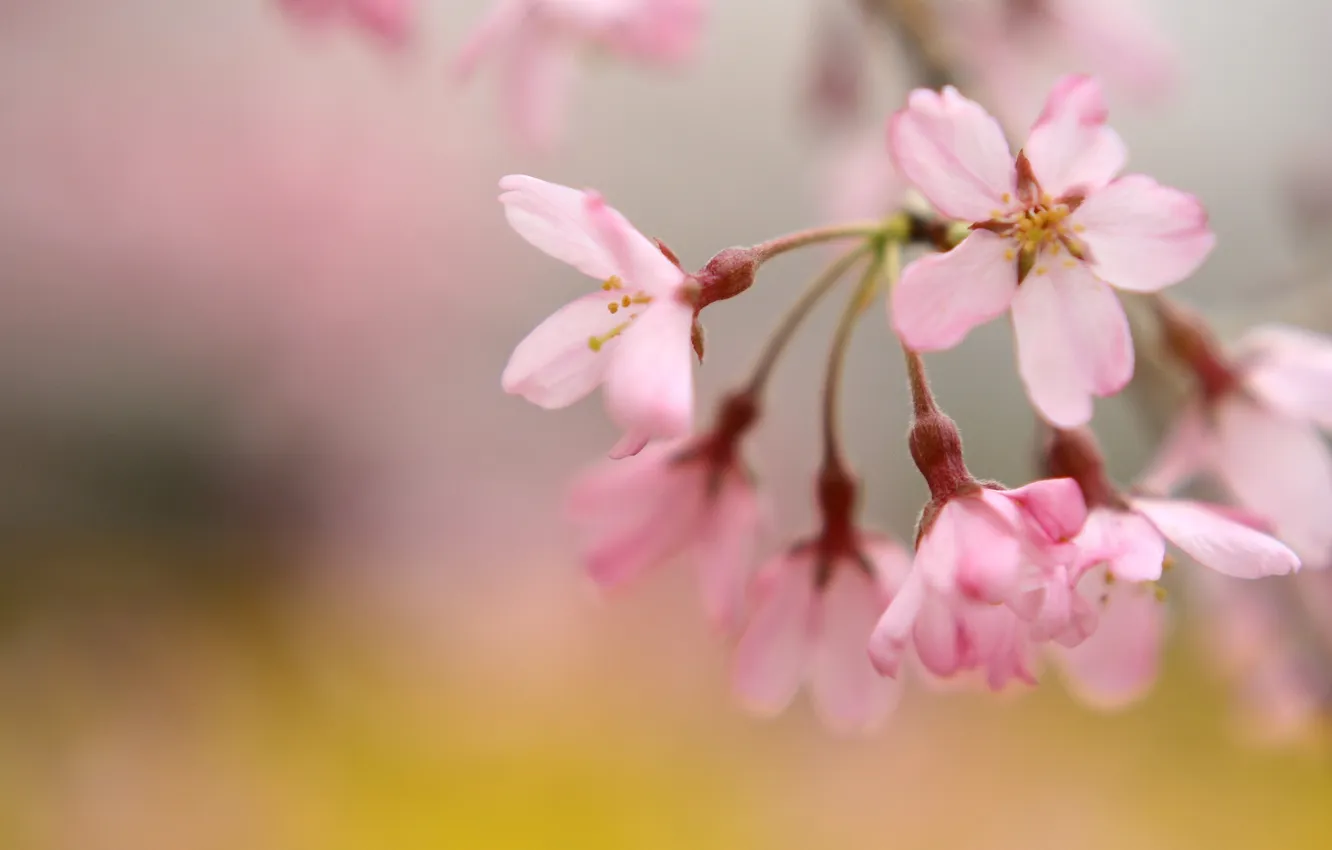 Photo wallpaper macro, flowers, nature, cherry, sprig, tenderness, spring, petals