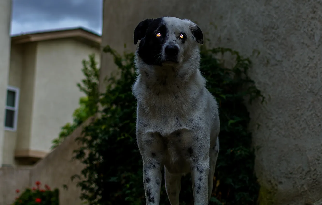 Photo wallpaper eyes, look, face, dog, dog