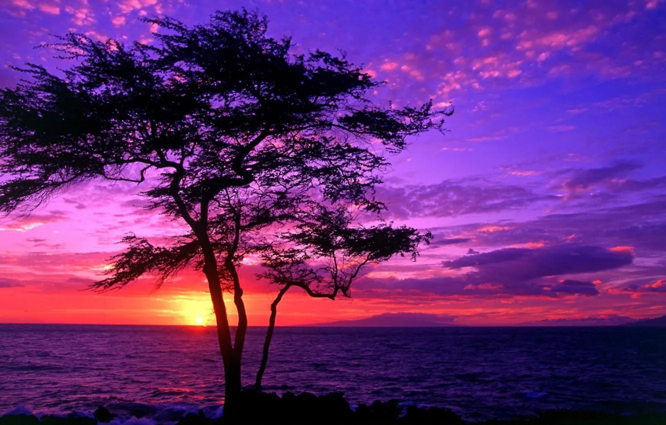 Photo wallpaper sea, sunset, tree, beautiful scenery