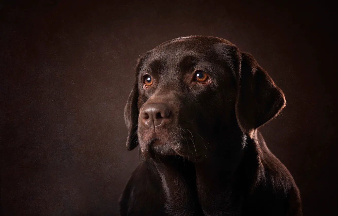 Photo wallpaper background, dog, Chocolate