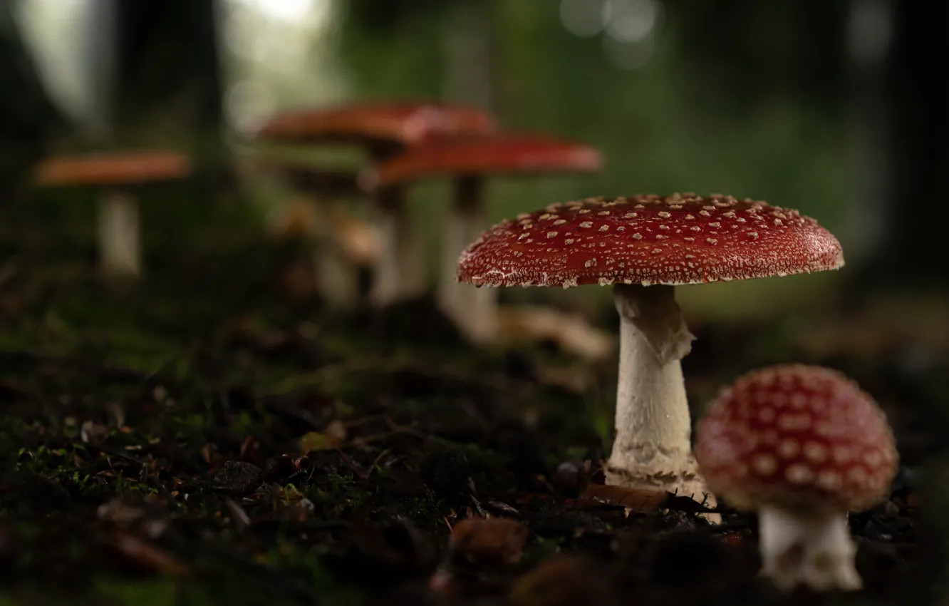 Photo wallpaper red, glade, mushrooms, mushroom, bokeh