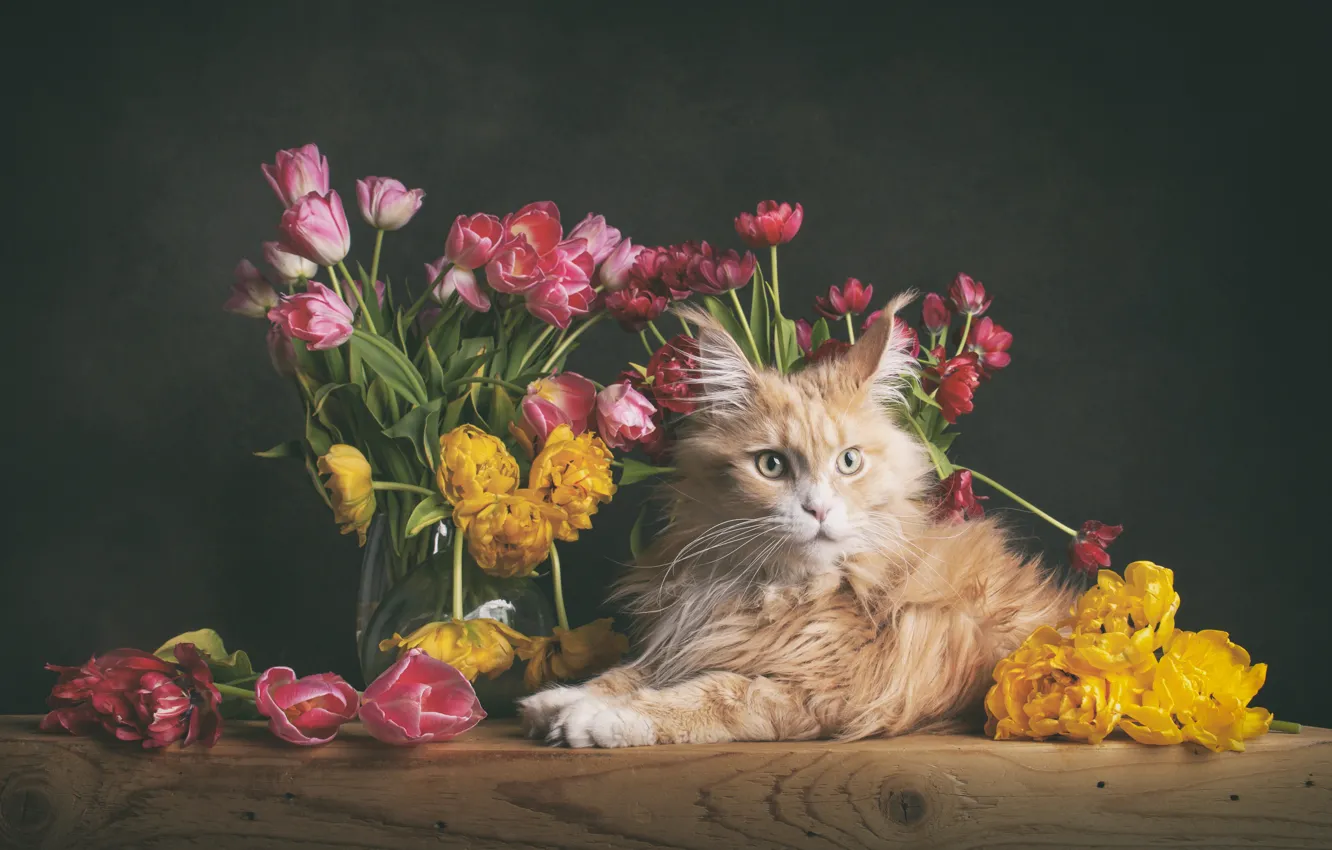 Photo wallpaper cat, cat, flowers