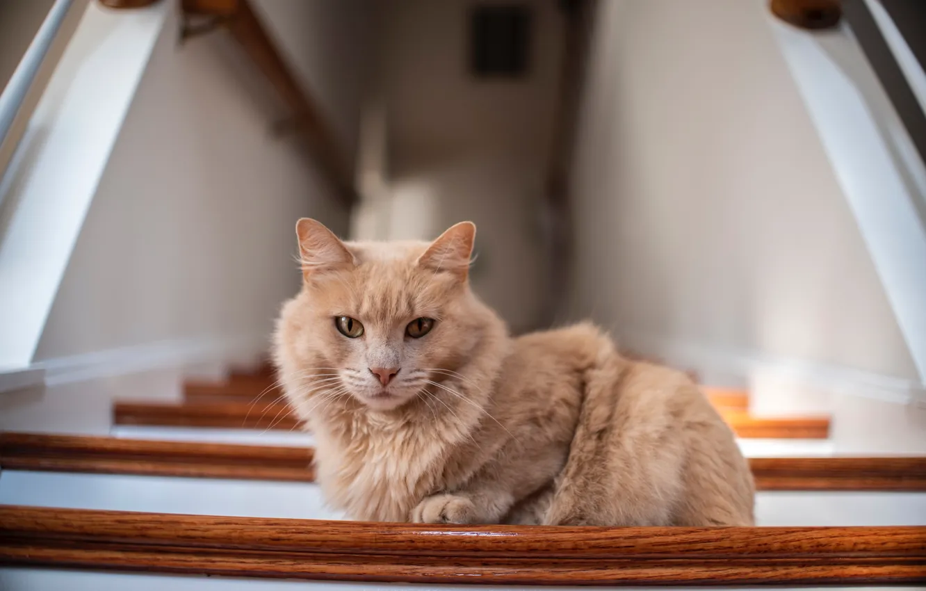 Photo wallpaper cat, fluffy, the stairs, red