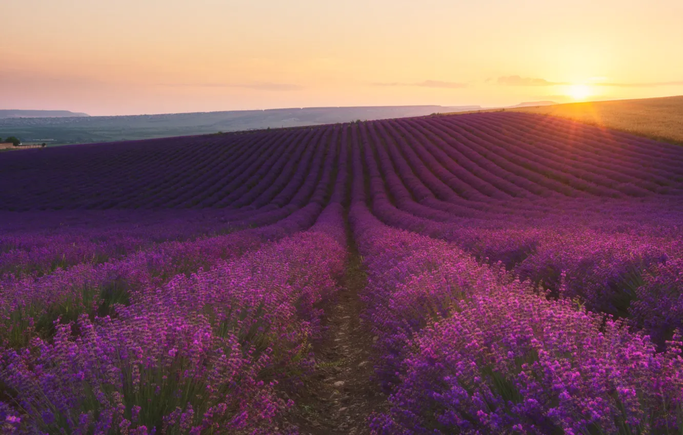 Photo wallpaper field, dawn, lavender