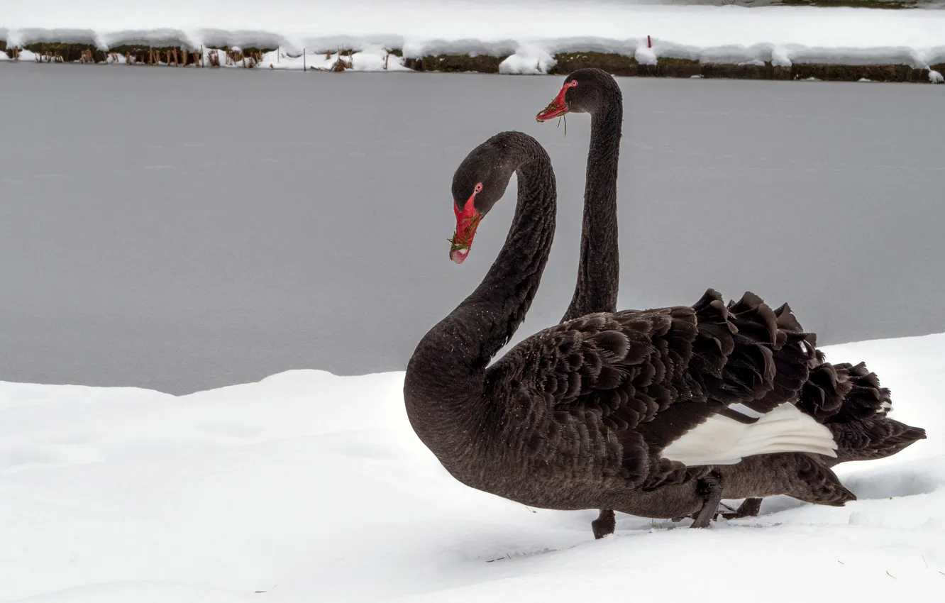Photo wallpaper winter, snow, bird, shore, black, two, pair, a couple