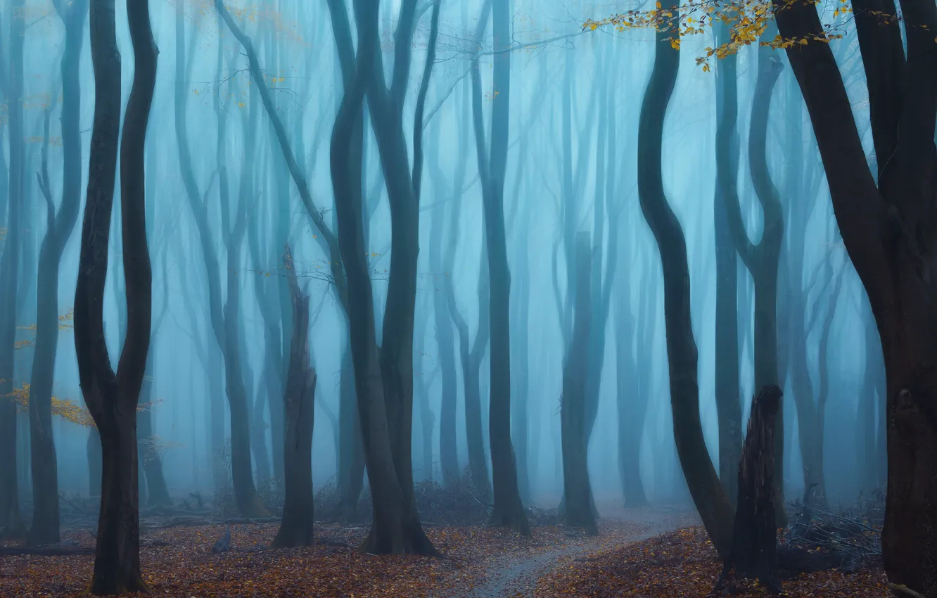 Photo wallpaper forest, trees, fog, forest, trees, fog, Yeh