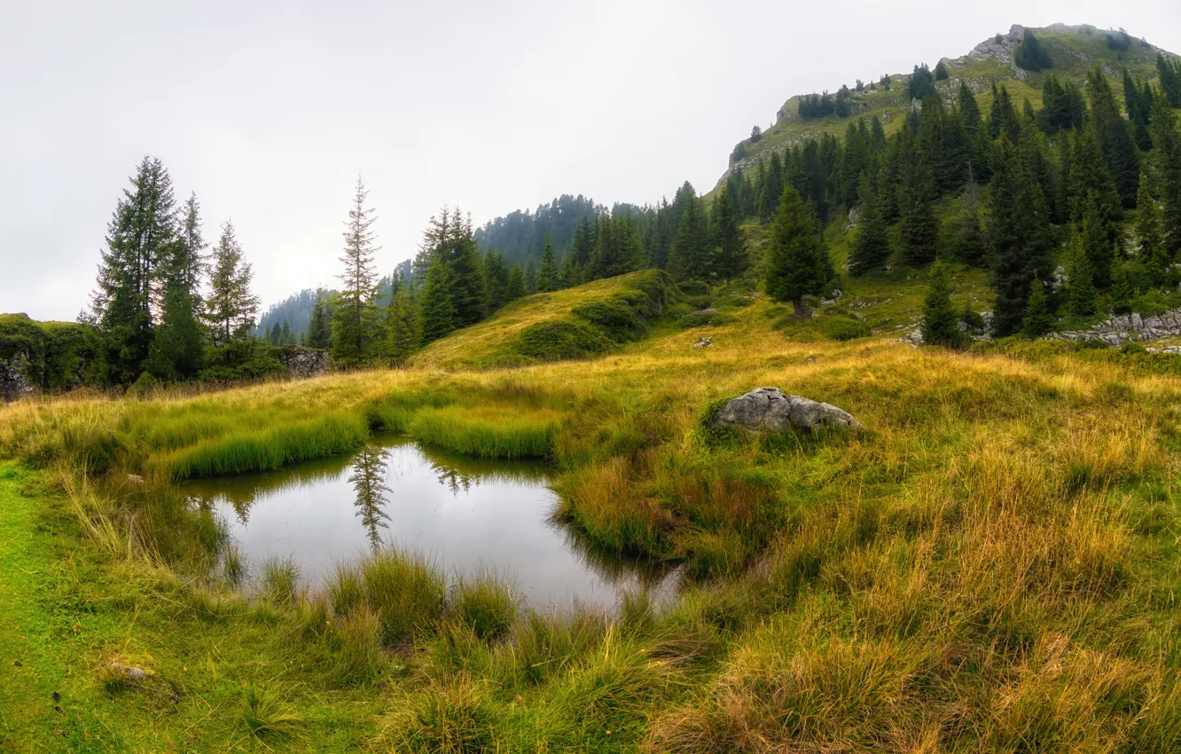 Photo wallpaper greens, autumn, forest, the sky, grass, lake, stones, shore