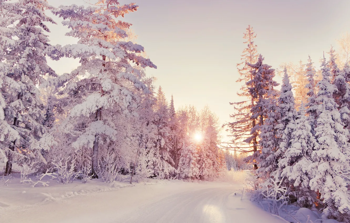 Photo wallpaper winter, frost, road, forest, the sun, light, snow, trees