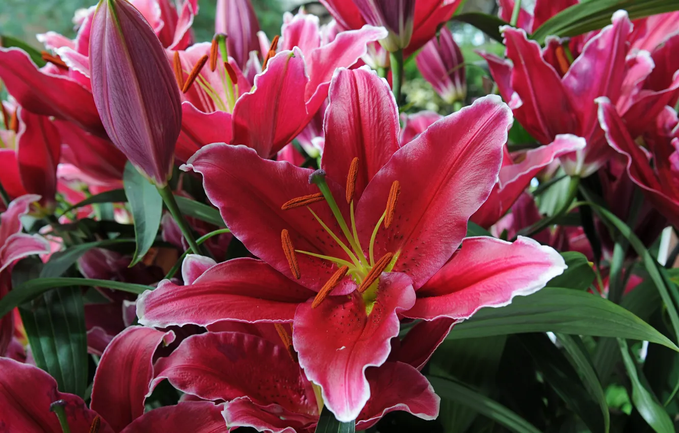 Photo wallpaper flowers, Lily, buds