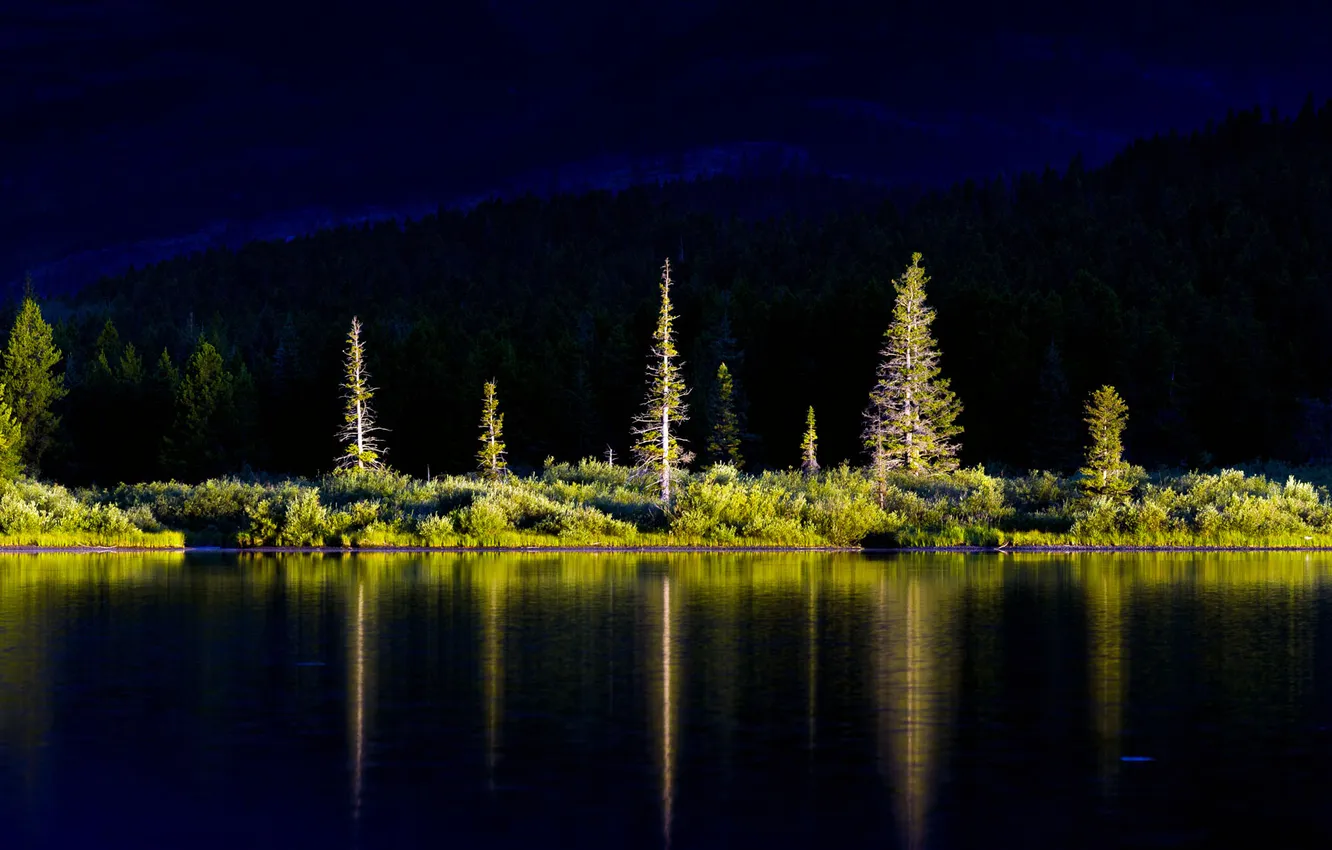 Photo wallpaper light, trees, line, darkness
