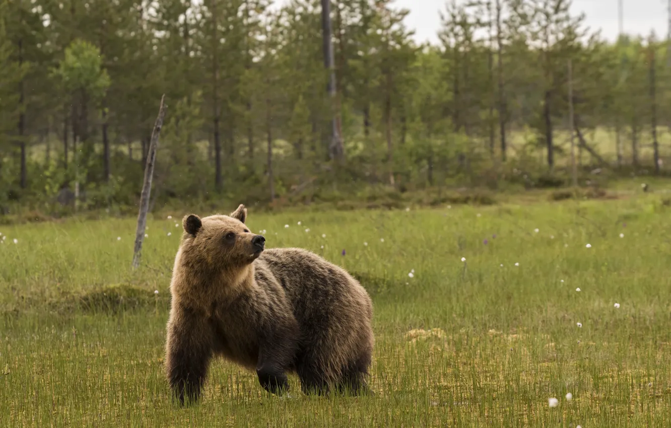 Photo wallpaper forest, trees, swamp, bear