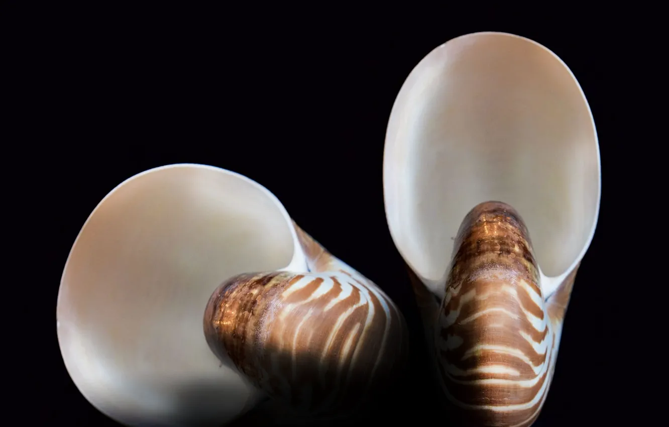 Photo wallpaper seashell, decoration, nautilus