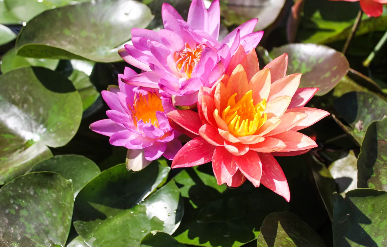 Photo wallpaper water, Nature, water lilies, water Lily