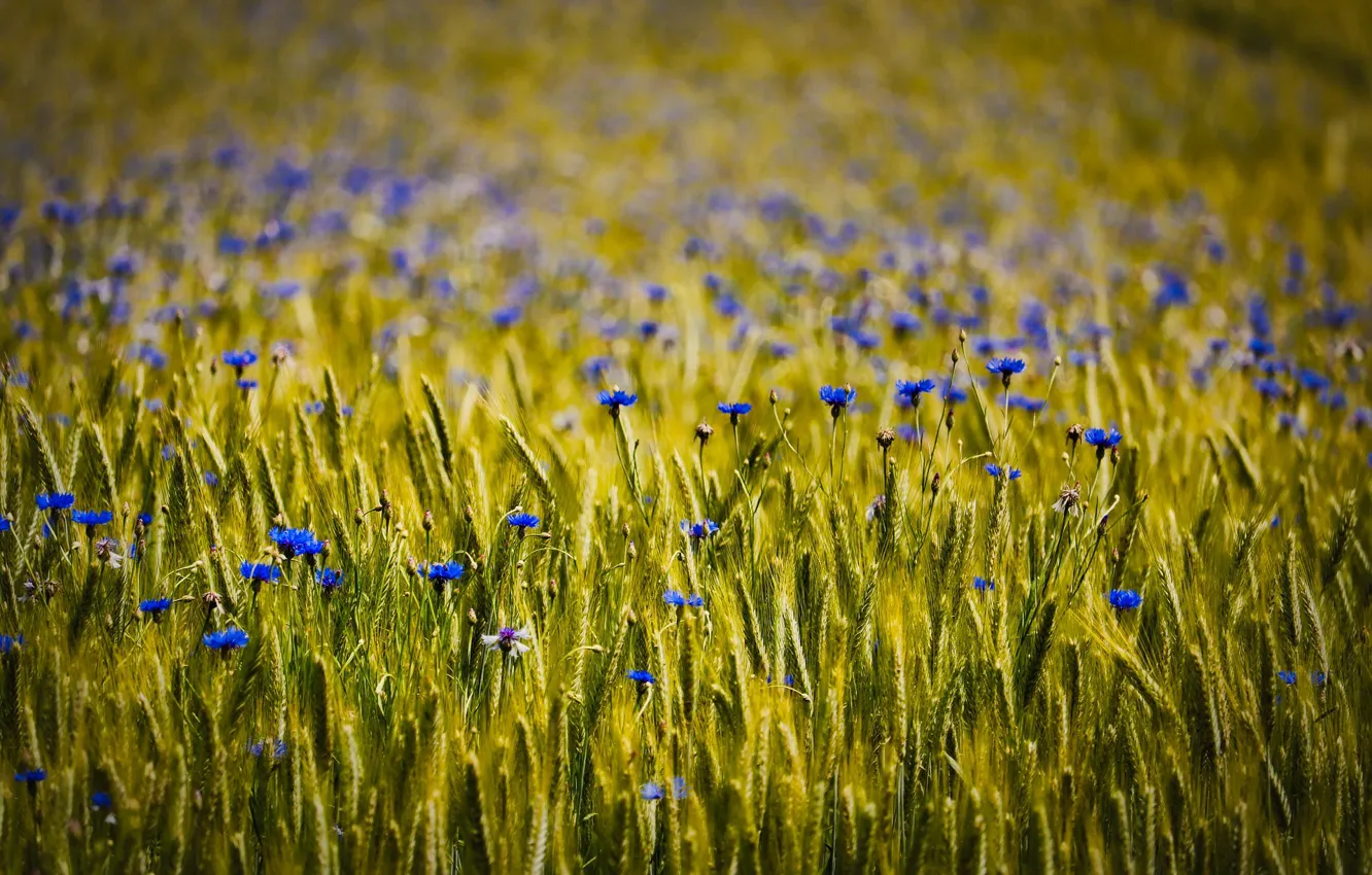 Photo wallpaper wheat, field, flowers, nature