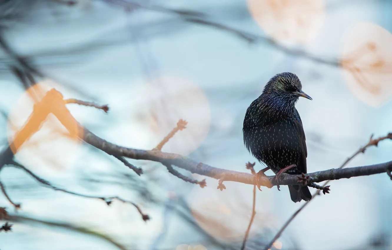 Photo wallpaper branches, bird, blue background, bokeh, Starling