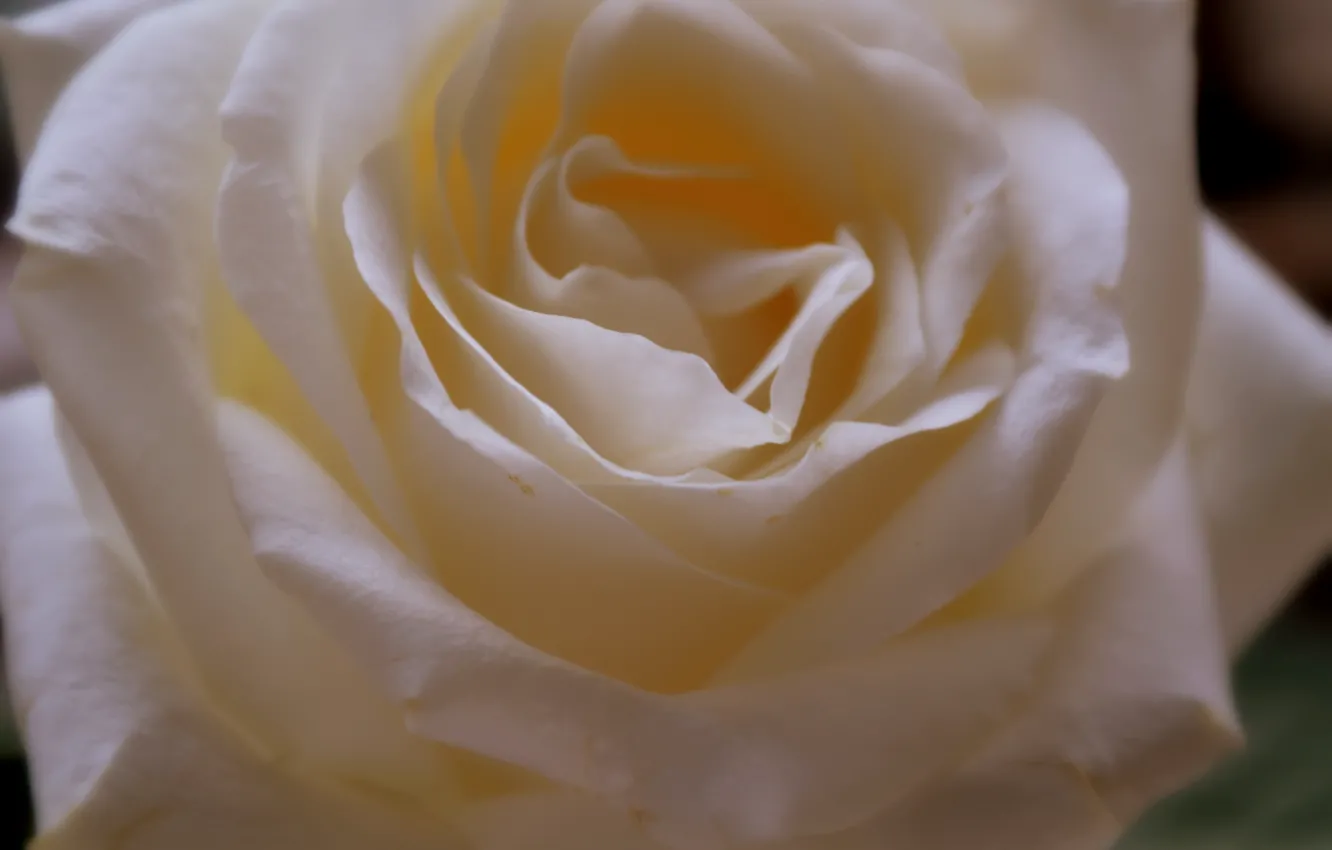 Photo wallpaper white, rose, petals
