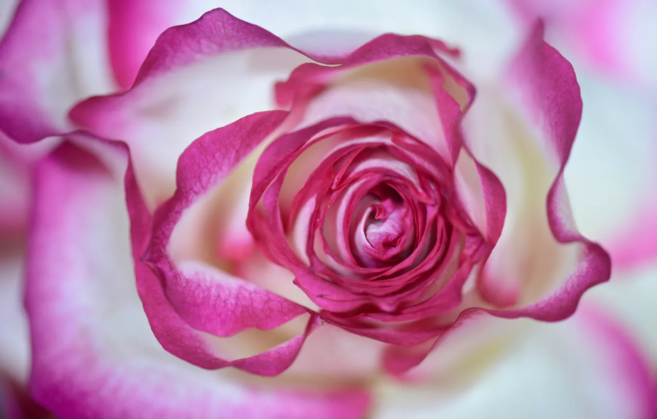 Photo wallpaper macro, rose, petals