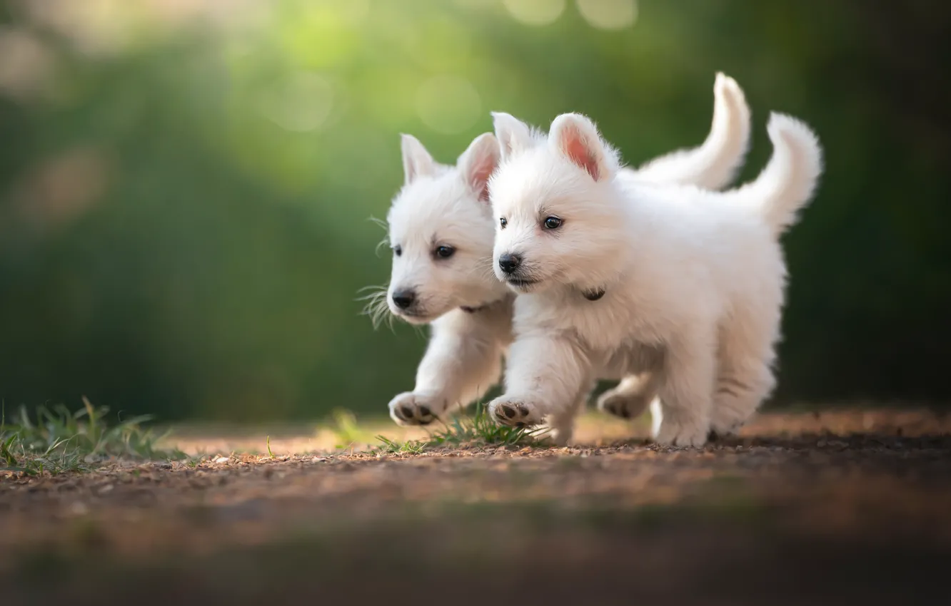 Photo wallpaper dog, puppy, walk