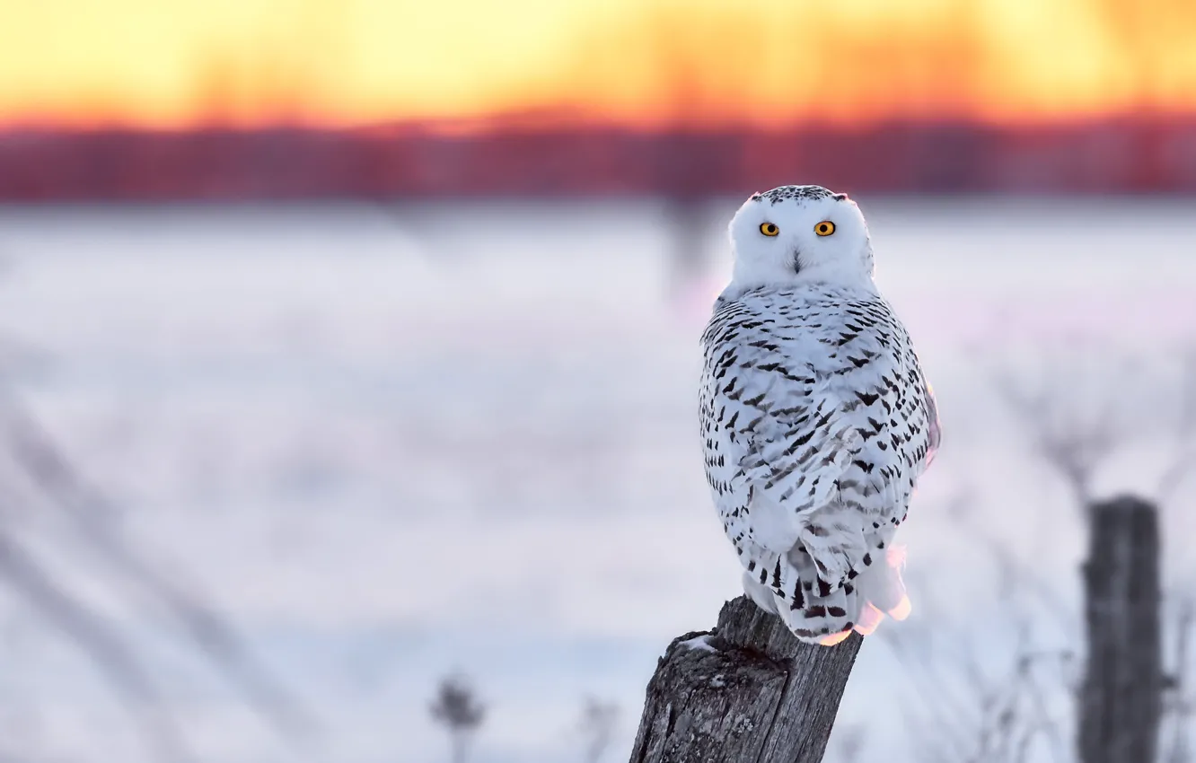 Photo wallpaper winter, field, white, the sky, look, snow, sunset, owl