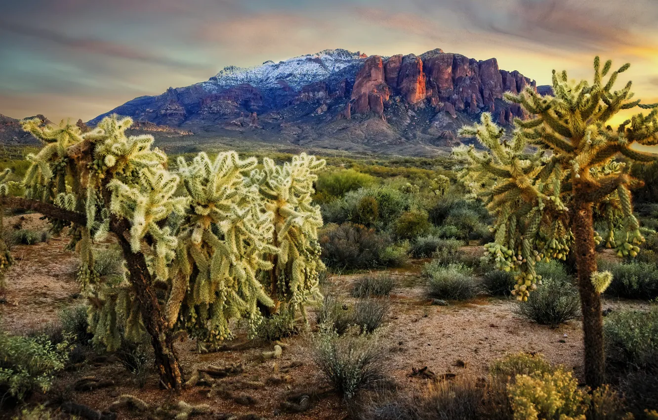 Photo wallpaper landscape, mountains, nature, AZ, cacti, USA, Apache Junction