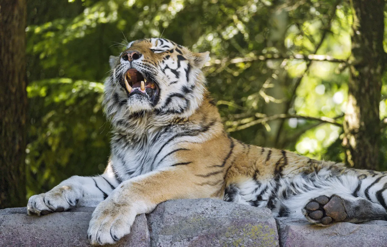 Photo wallpaper cat, tiger, stones, Amur, ©Tambako The Jaguar