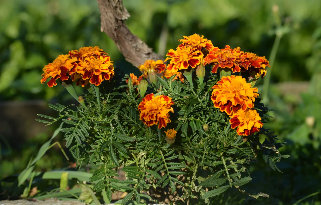 Photo wallpaper flowers, garden, marigolds