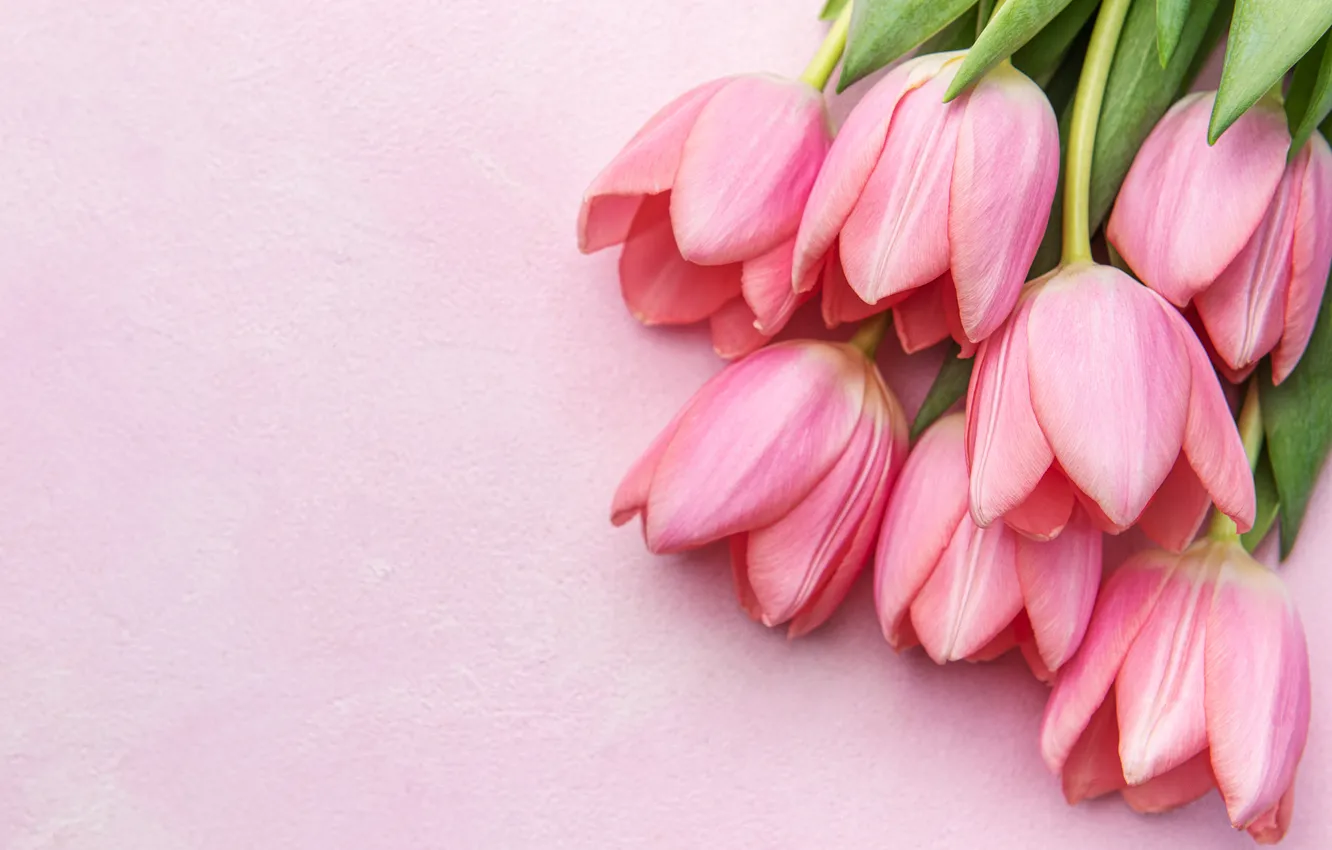 Photo wallpaper flowers, bouquet, tulips, pink, flowers, tulips, spring, bouquet