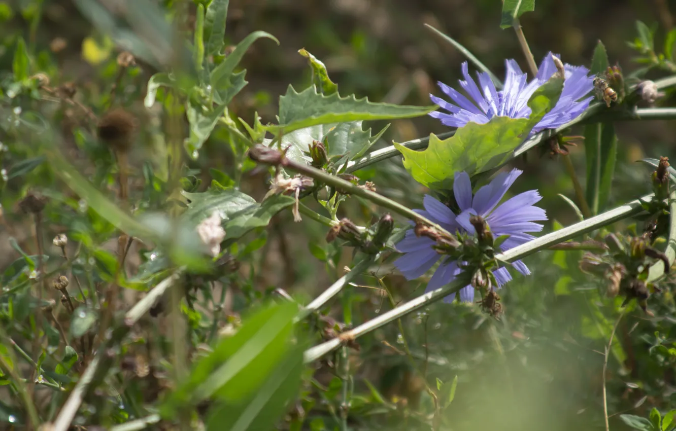 Photo wallpaper grass, bee, cornflowers
