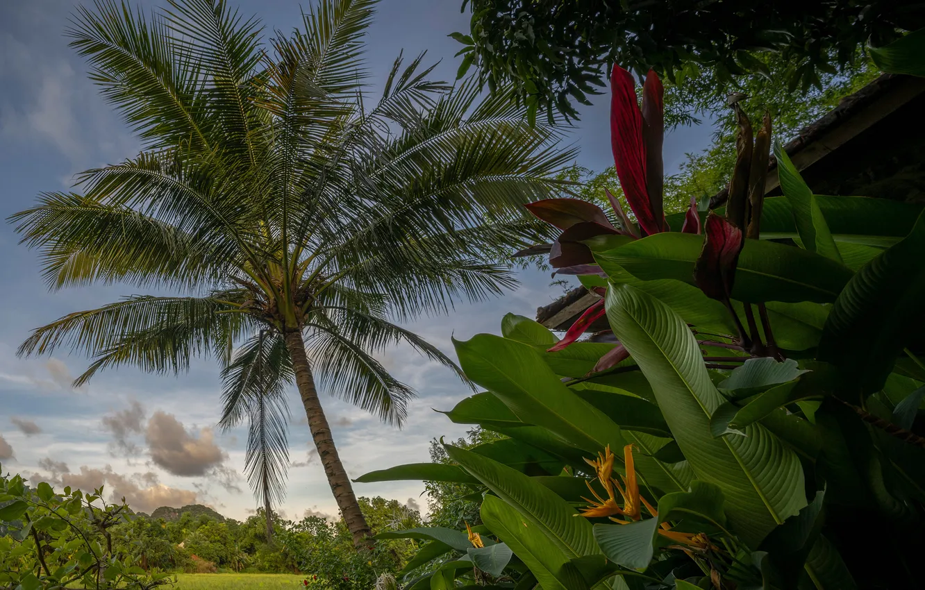 Photo wallpaper leaves, nature, palm trees, Vietnam, Ninh Binh