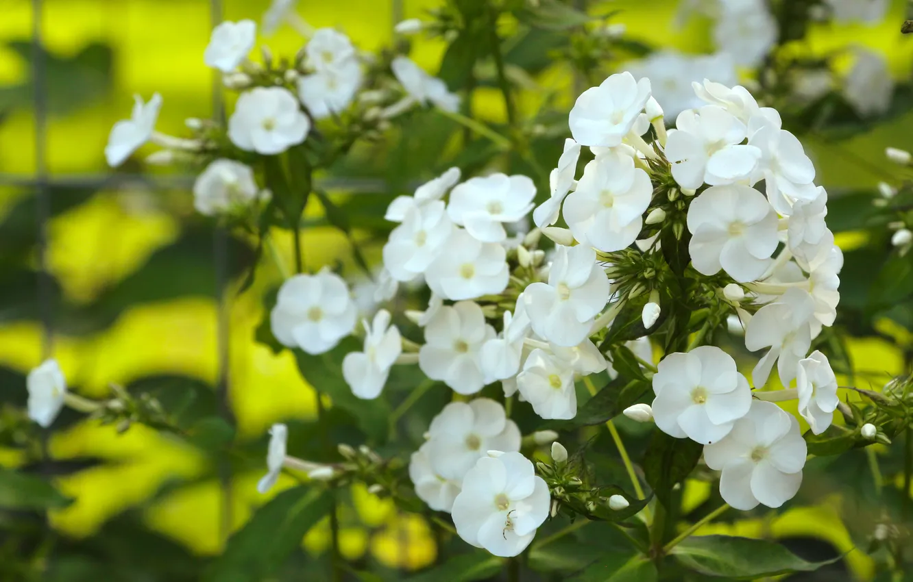 Photo wallpaper white, blooming, phlox