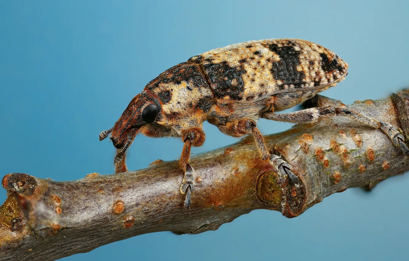 Photo wallpaper macro, branches, background, blue, beetle, bark, spotted, weevil