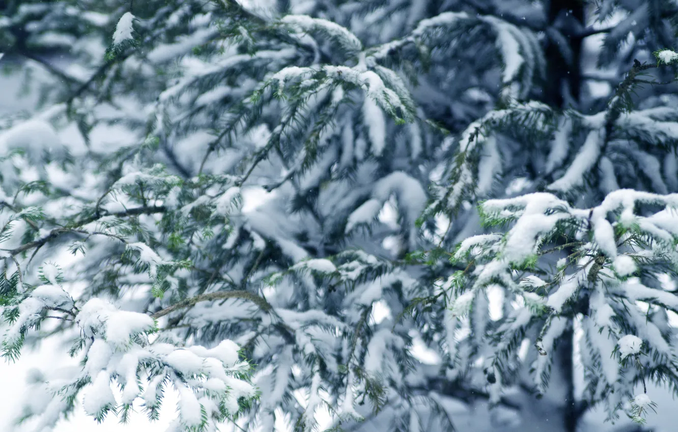 Photo wallpaper winter, snow, tree, winter, snow, fir tree, fir-tree branches