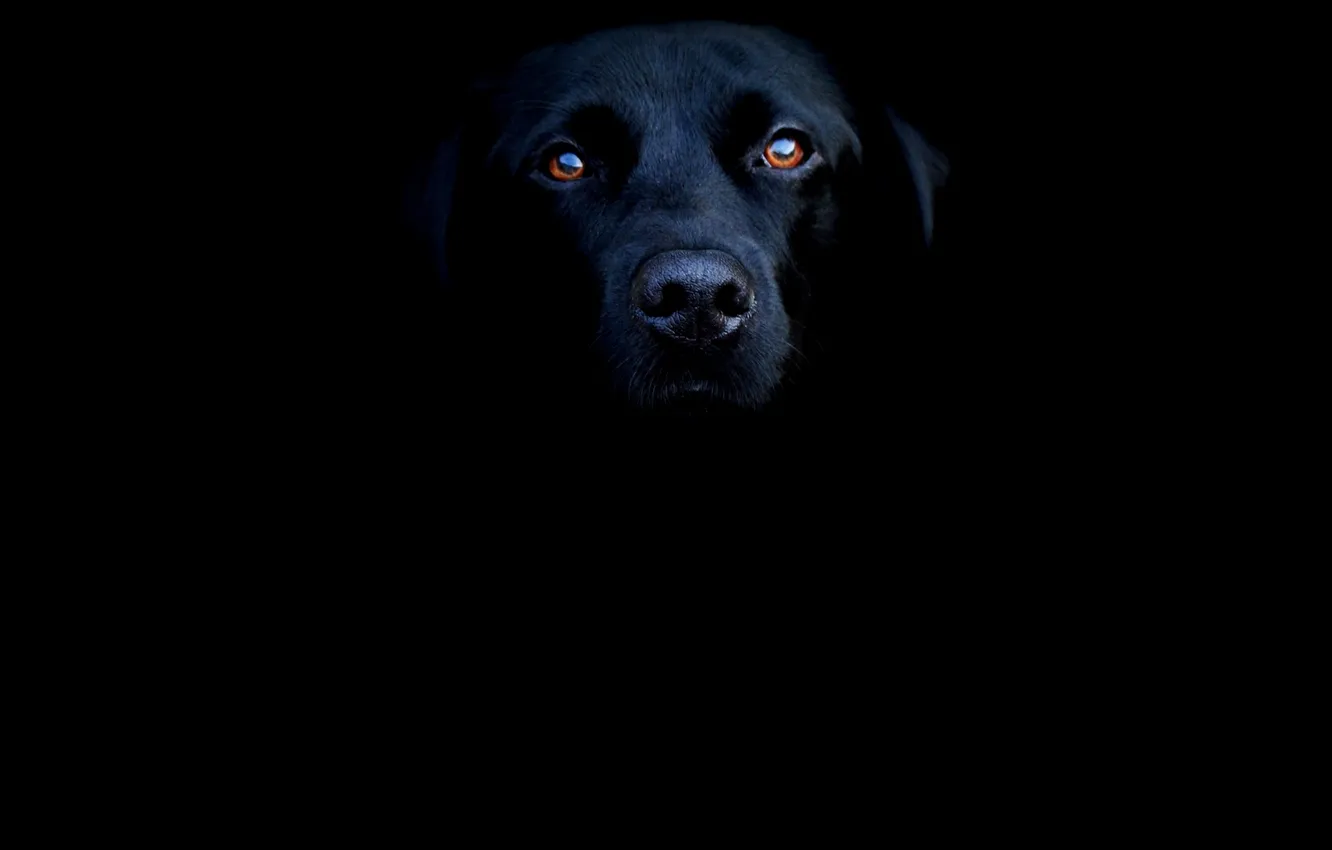 Photo wallpaper dark, black, eyes, dog