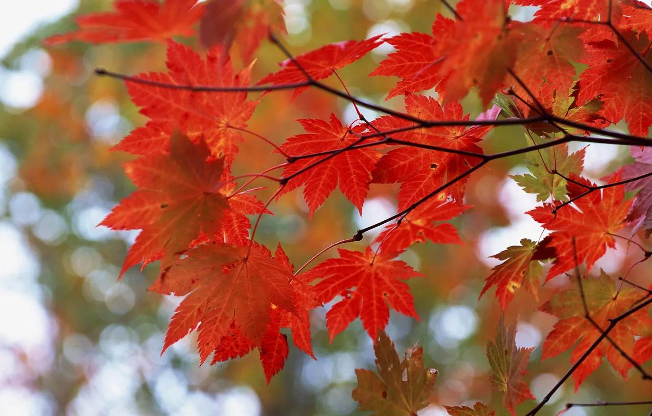 Photo wallpaper autumn, leaves, branches, red, glare, tree, maple