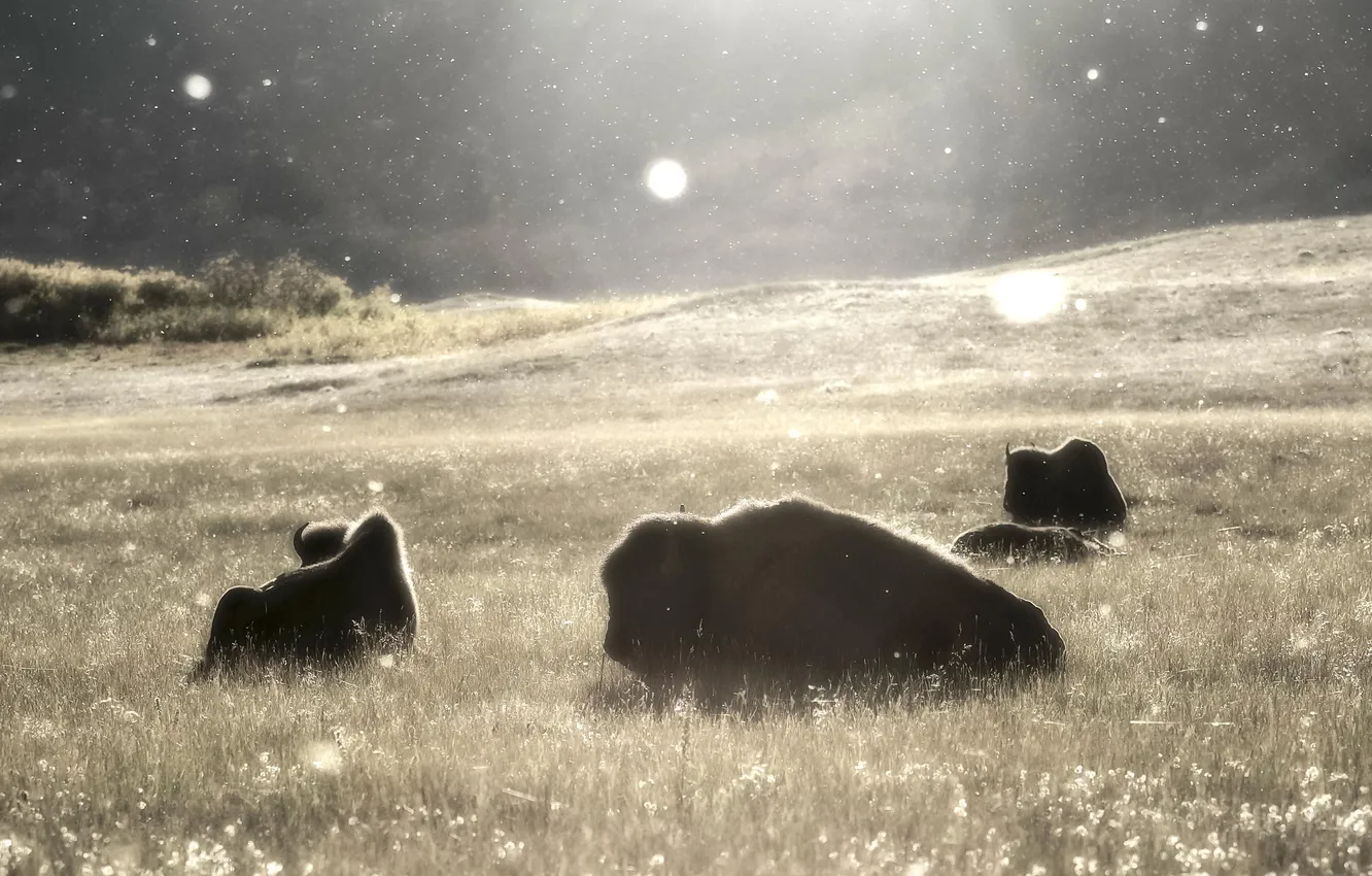 Photo wallpaper field, animals, summer, Buffalo