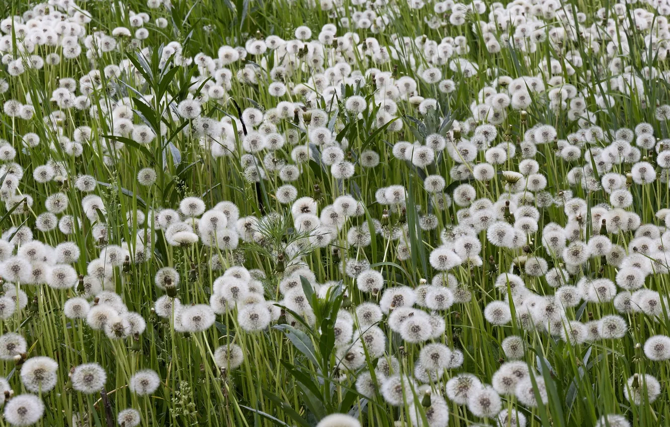 Photo wallpaper field, nature, dandelions